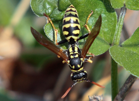 Polistes dominulus preda bruco (forse Xestia xanthographa)